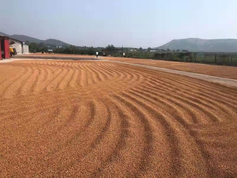 满山遍地小酸枣,野生的小酸枣
