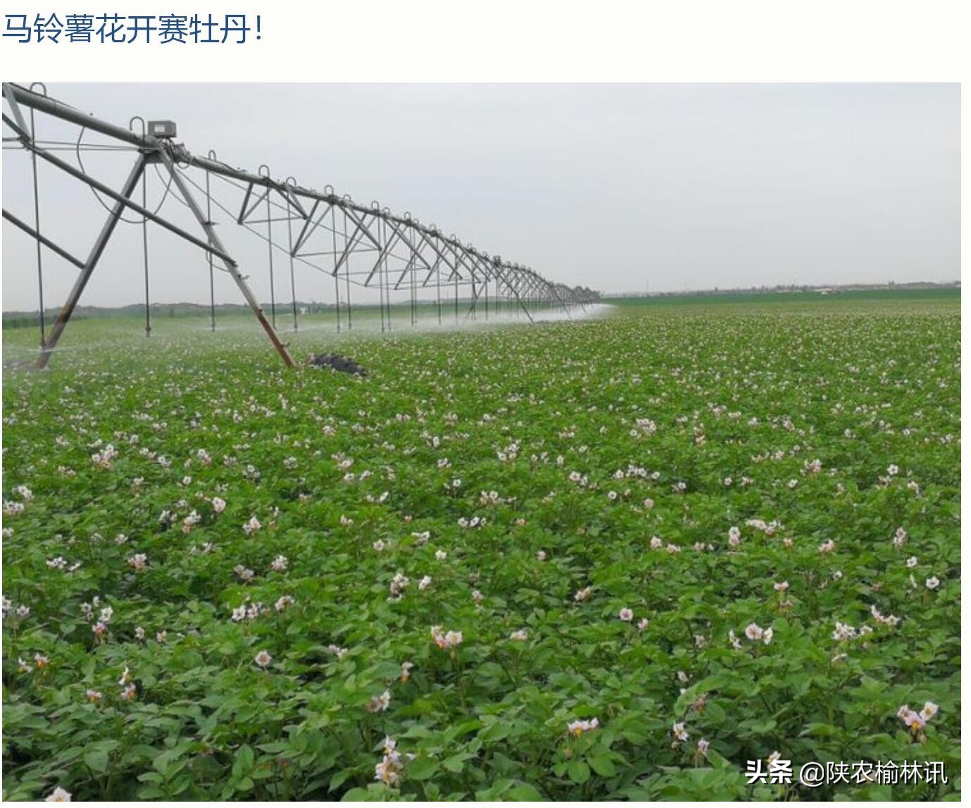 草比粮贵的启示——陕西大地种业(集团)有限公司采风有感