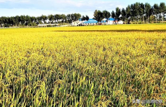 内蒙古乡村振兴项目产品,内蒙古田园稻香农业发展