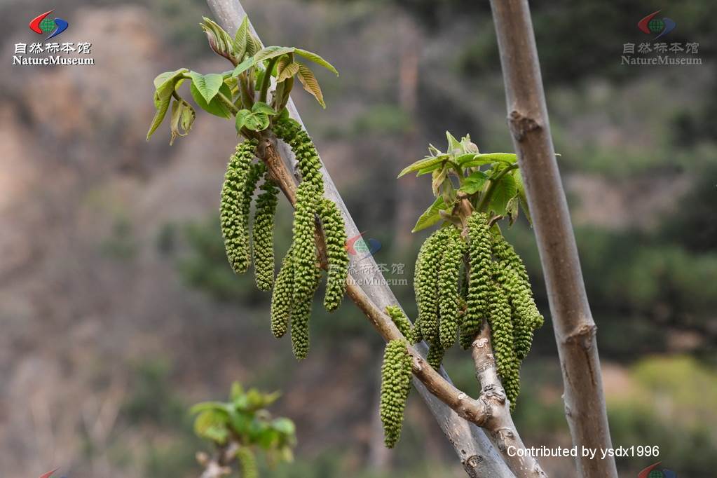 北方常见的楸花类树种,北方常用绿化植物