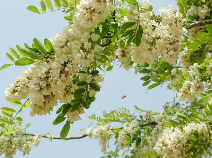 舌尖上的花,舌尖上的花草茶