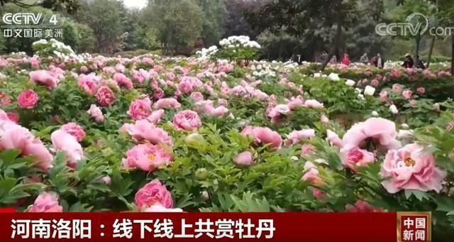 牡丹花开时节，走进十三朝古都洛阳，还有超划算的官方旅游年卡