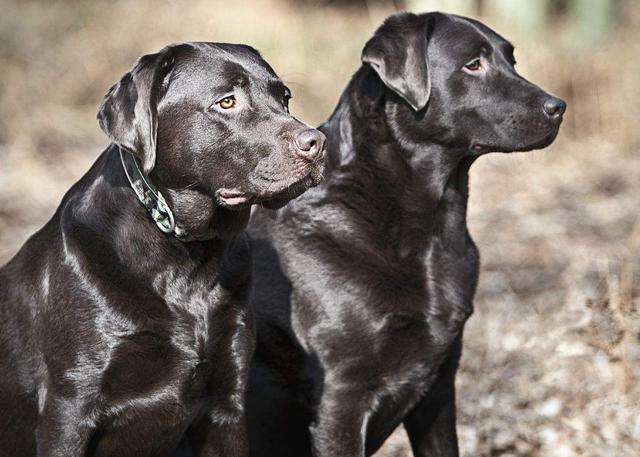 神犬小七属于哪种品相的拉布拉多,拉布拉多边牧神犬小七