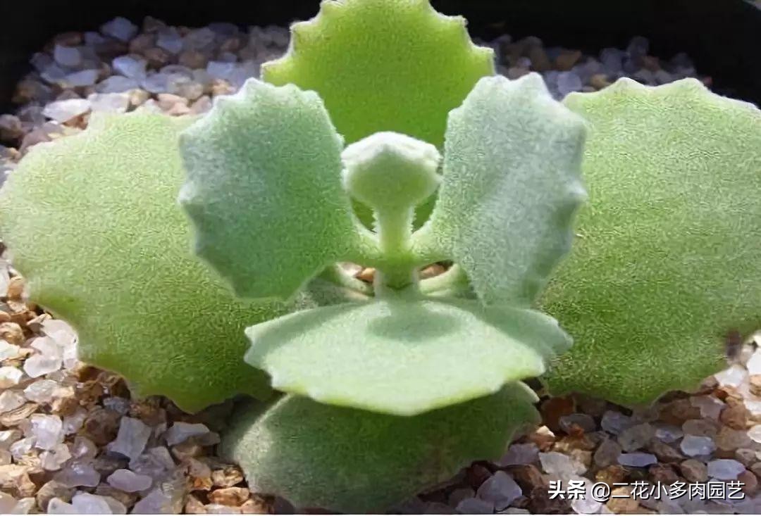 365种·常见花卉图谱，观果和多肉植物收藏篇