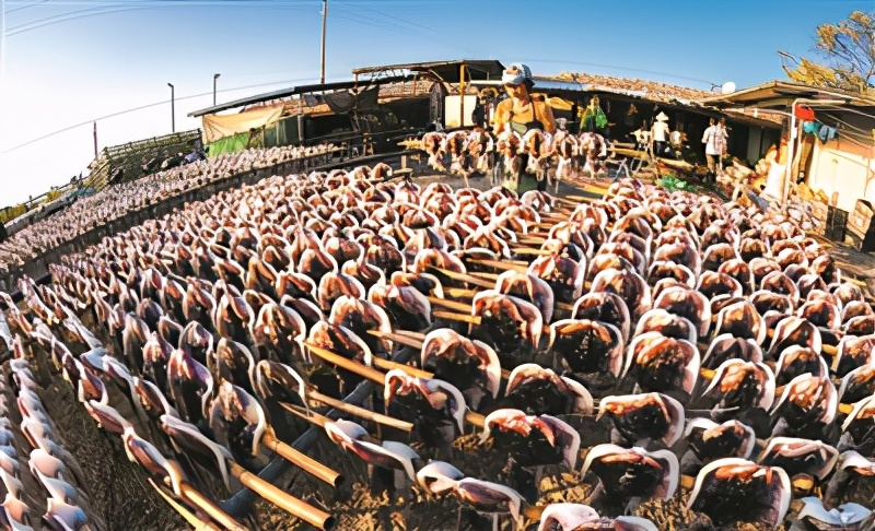 东山岛淡晒墨鱼干,海南特产淡晒墨鱼干