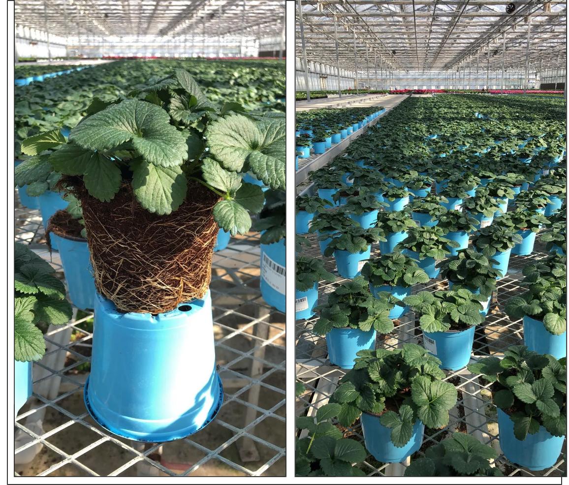 红花草莓托斯卡纳,红花草莓和白花草莓哪个好