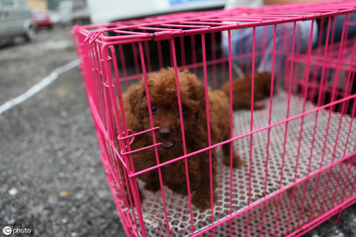 泰迪狗大概值多少钱一只,泰迪狗多少钱灰色