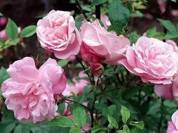 玫瑰与月季如何识别开什么颜色花,鲜花玫瑰和月季的区别图解