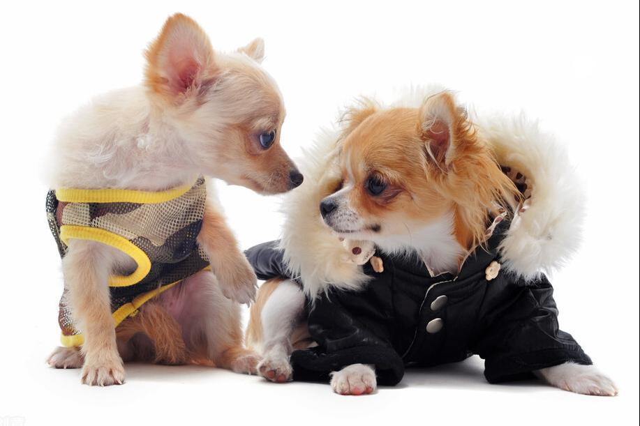 新手养狗宠主品种推荐,养狗推荐高颜值品种