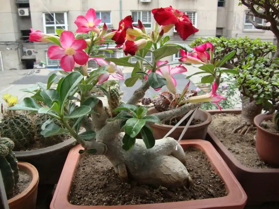 一年四季不死的十种花水养,浇水过多死的植物