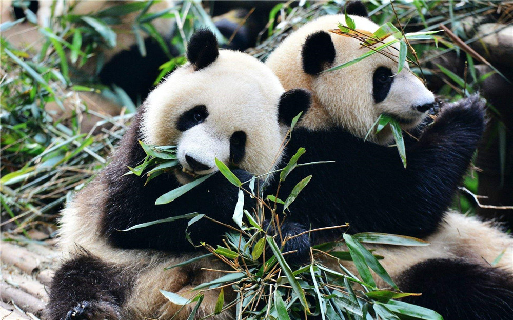 大熊猫吃竹子的历史,大熊猫吃嫩竹还是吃老竹的竹子