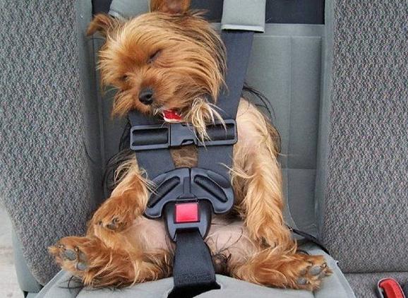 狗狗晕车吃什么可以缓解,怎样缓解狗狗晕车