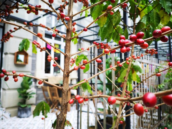 南宁比较有颜值的店,南宁特别好喝现磨咖啡店