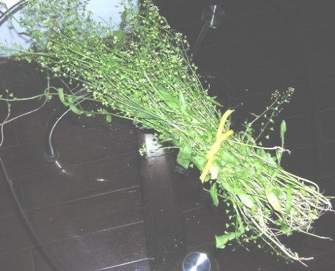 对付打不死的秋蚊子，中医有办法