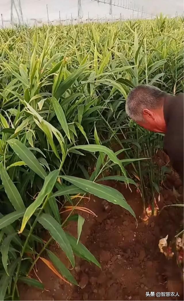 生姜姜瘟病防治措施有哪些,姜瘟苗期怎样防控