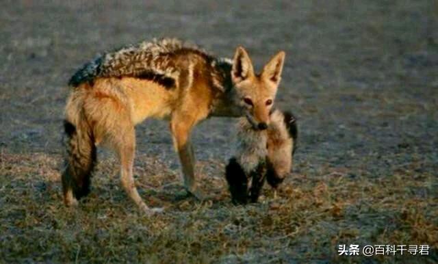 蜜獾的生存能力真有那么强吗,蜜獾为何无所畏惧