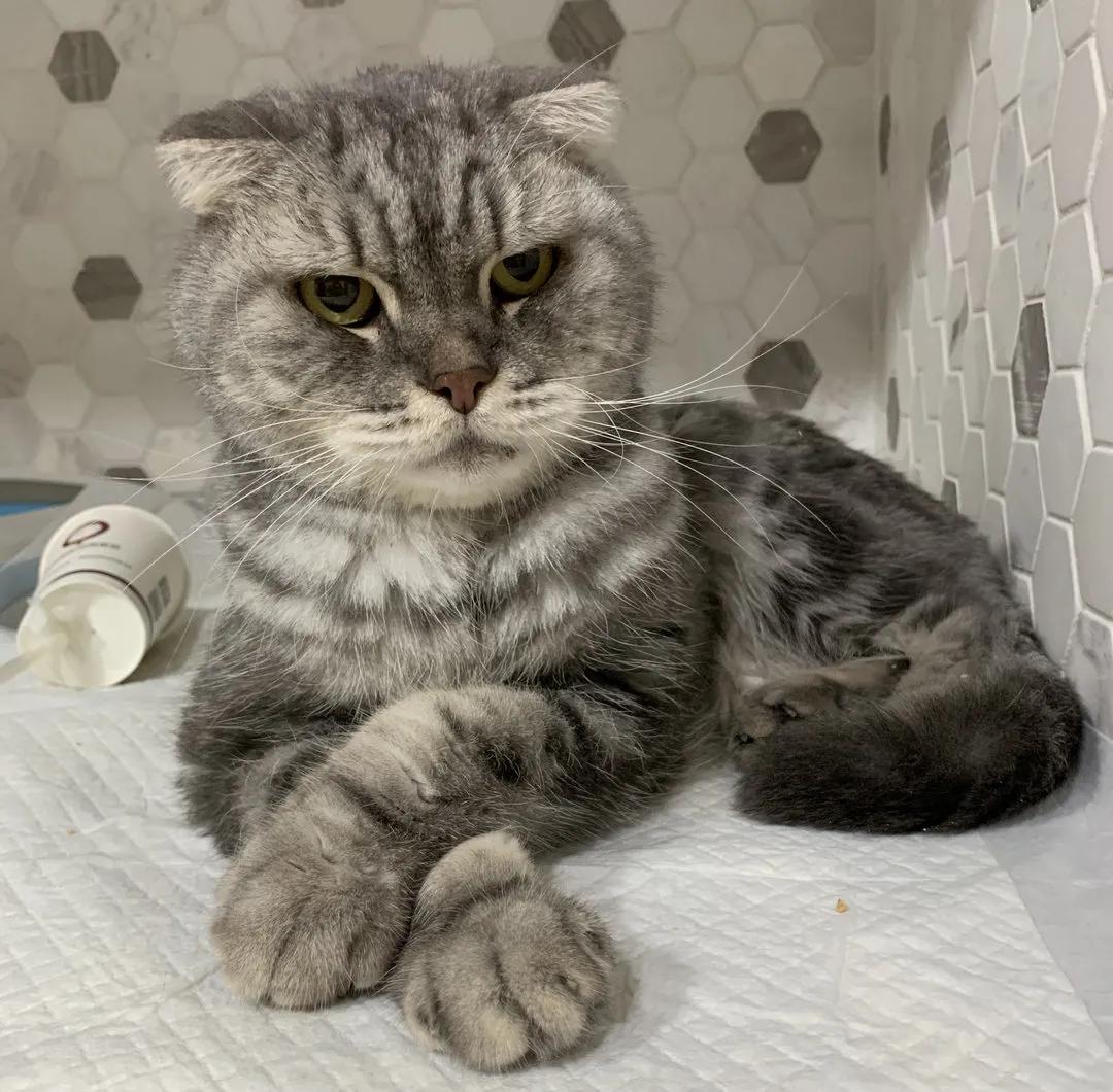 猫咪心脏病引起心衰,猫咪预防心衰