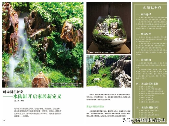 雨林缸可以养的蜥蜴,鱼缸改造封闭式雨林缸养蜥蜴