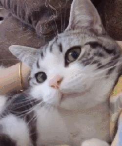 猫咪陷阱怎样做,猫咪陷阱