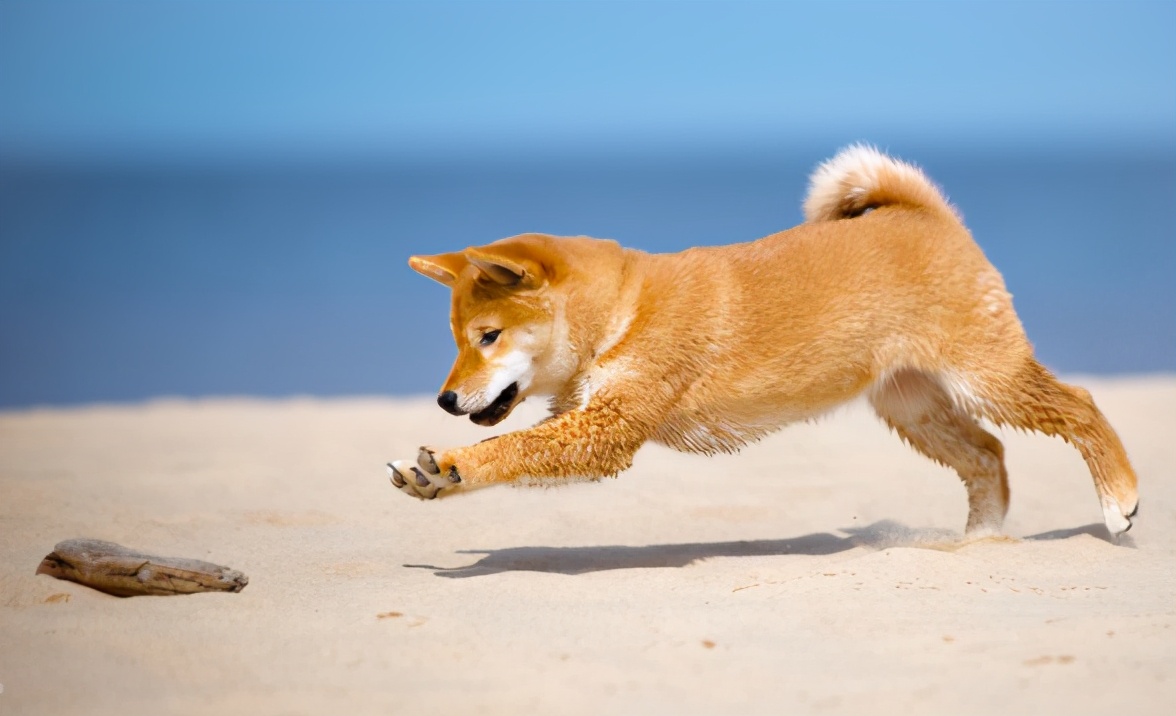 狗子很凶经常咬人怎么办,狗子经常打会记仇吗