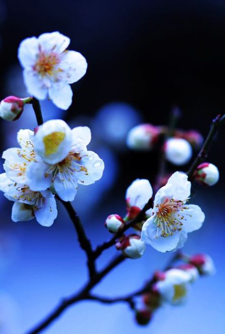 雪梅诗句最出名诗句,雪却输梅一段香全诗朗诵