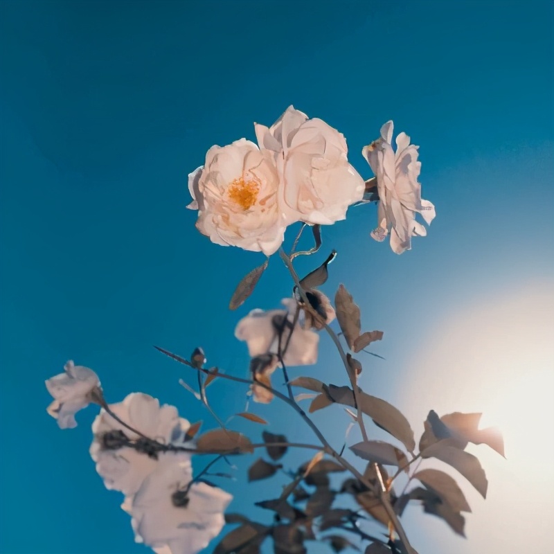 朋友圈背景图一组治愈系背景图,干净好看治愈系背景图高清全屏