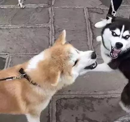 有些狗子玩着玩着就打架了,有些狗子表面上人畜无害吵起架来