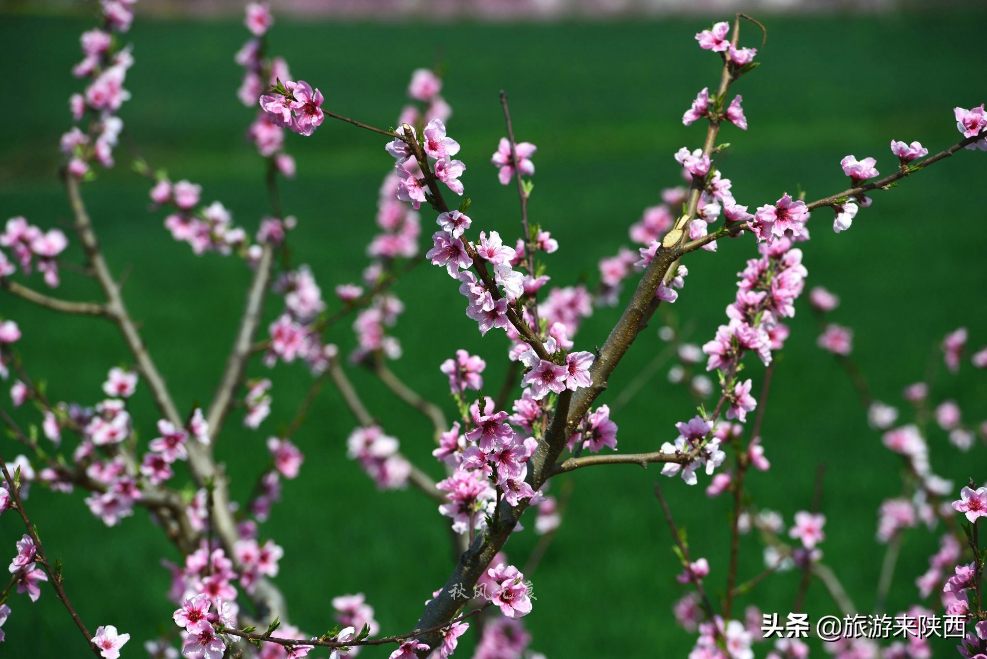 长安区王莽千亩桃园,西安王莽万亩桃花源
