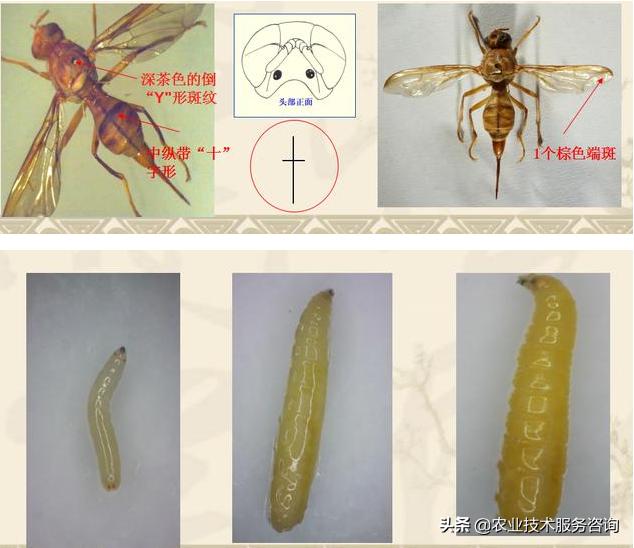 柑橘大果实蝇防治最佳时期,柑橘大实蝇的防治方法