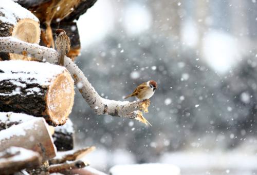 狂风暴雨的时候小鸟在哪避雨,鸟类躲避暴雨