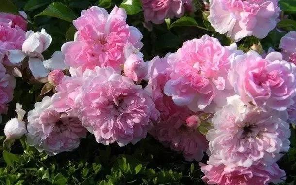 100种玫瑰图片大全,100种玫瑰鲜花你认识吗