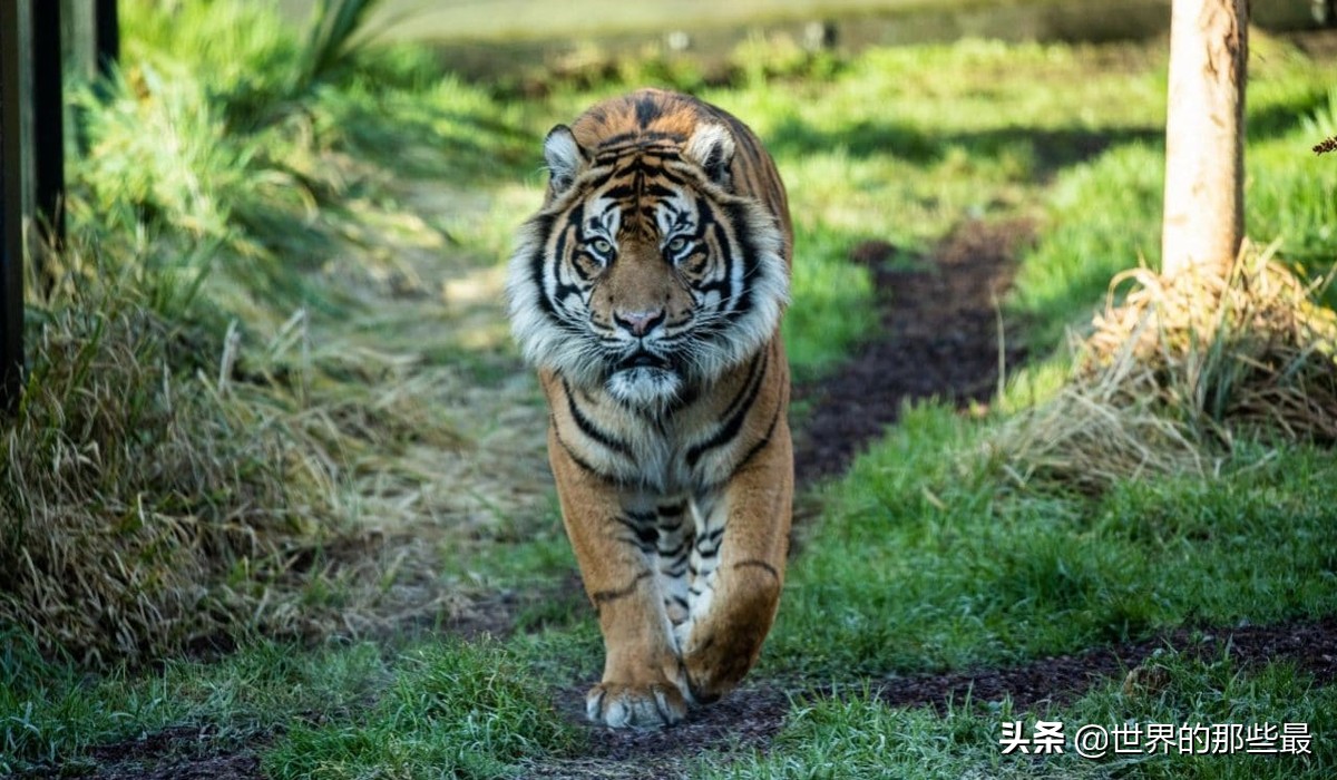 老虎真的比狮子强大吗,老虎和狮子谁是百兽之王