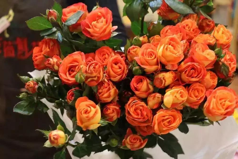 郑州三大花卉市场都是哪个,郑州哪个花卉市场最全