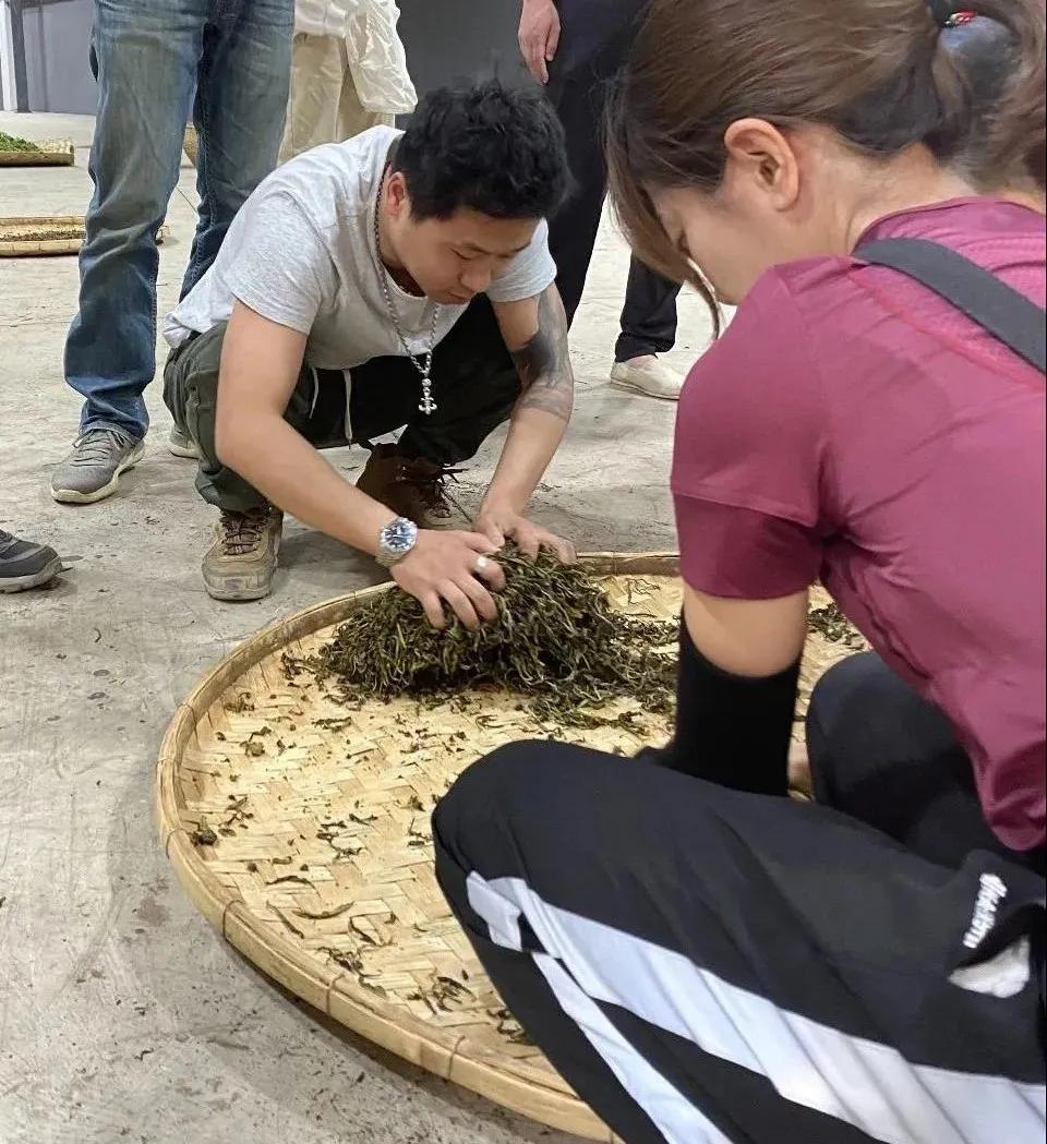 杀青后的茶叶多久开始揉捻,茶叶杀青什么程度熟茶最好