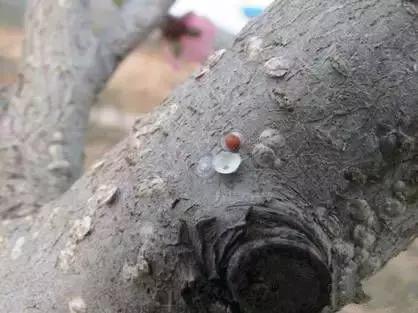 果树清园到底用什么药最好,冬季蜜柚清园管理要点