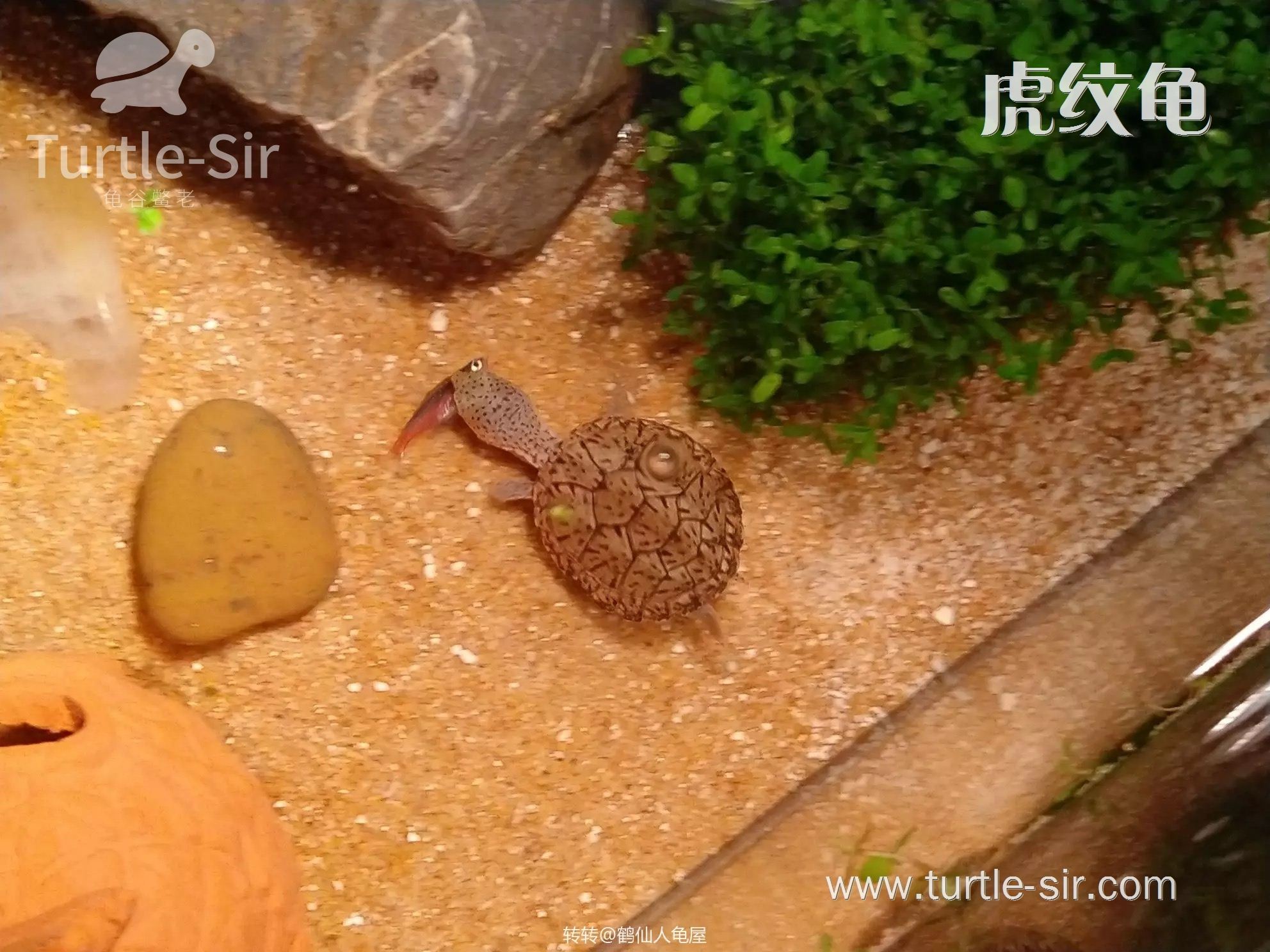 麝香龟虎纹龟图片,虎纹麝香龟跟虎纹泥龟对比