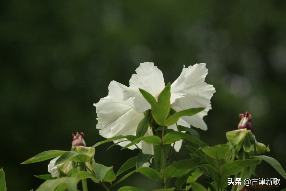 最美牡丹诗词20首,研究牡丹花