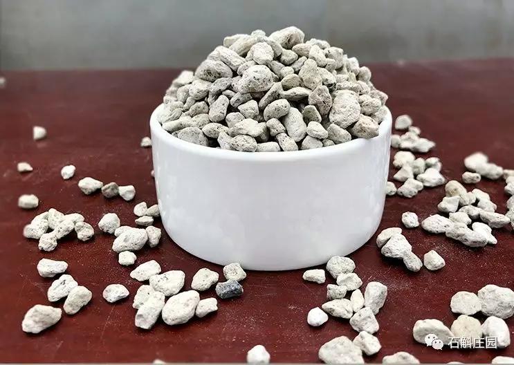 种植石斛兰的正确方法,石斛兰如何种植长得好看