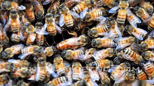 湖南几月份适合养蜂,湘西最好的养蜂基地