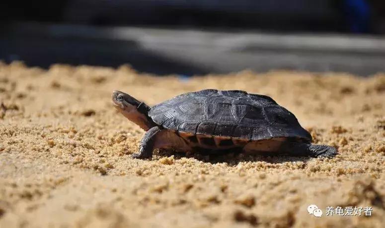 龟龟到家总是乱爬怎么办,龟无缘无故死亡