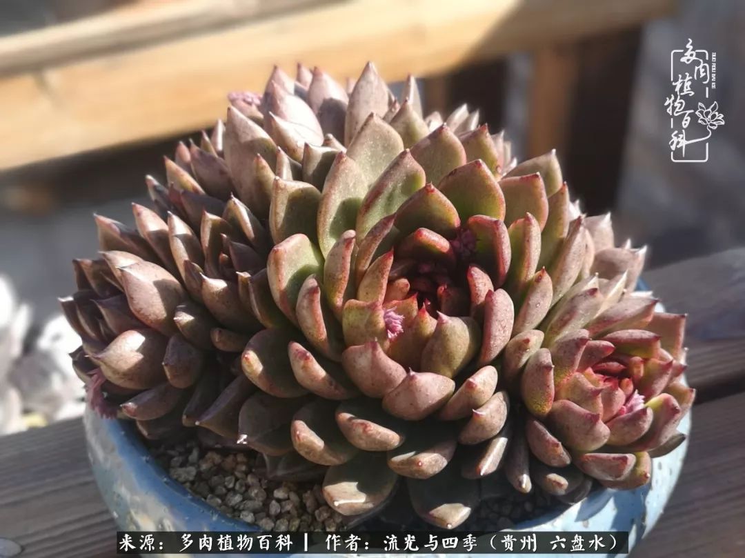 养多肉这几点新手必要知道,在养多肉的路上越走越远