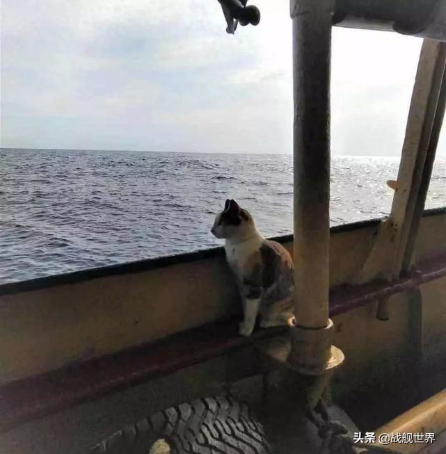 撸猫一时爽,撸错就很惨,盘点这些战舰上的玄学舰猫,你了解多少
