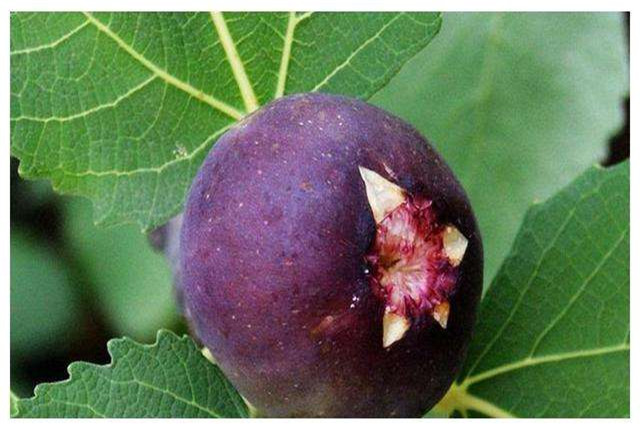 无花果种植技术和管理方法,无花果种植技术与管理如何挂果多