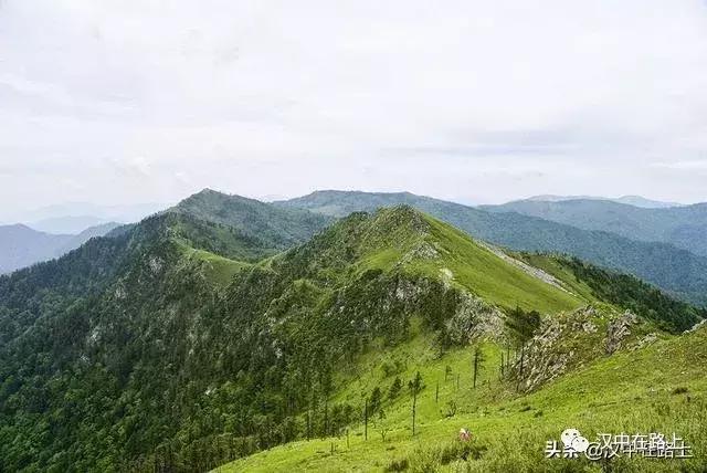 探秘汉中,汉中一村子窜入野生羚牛