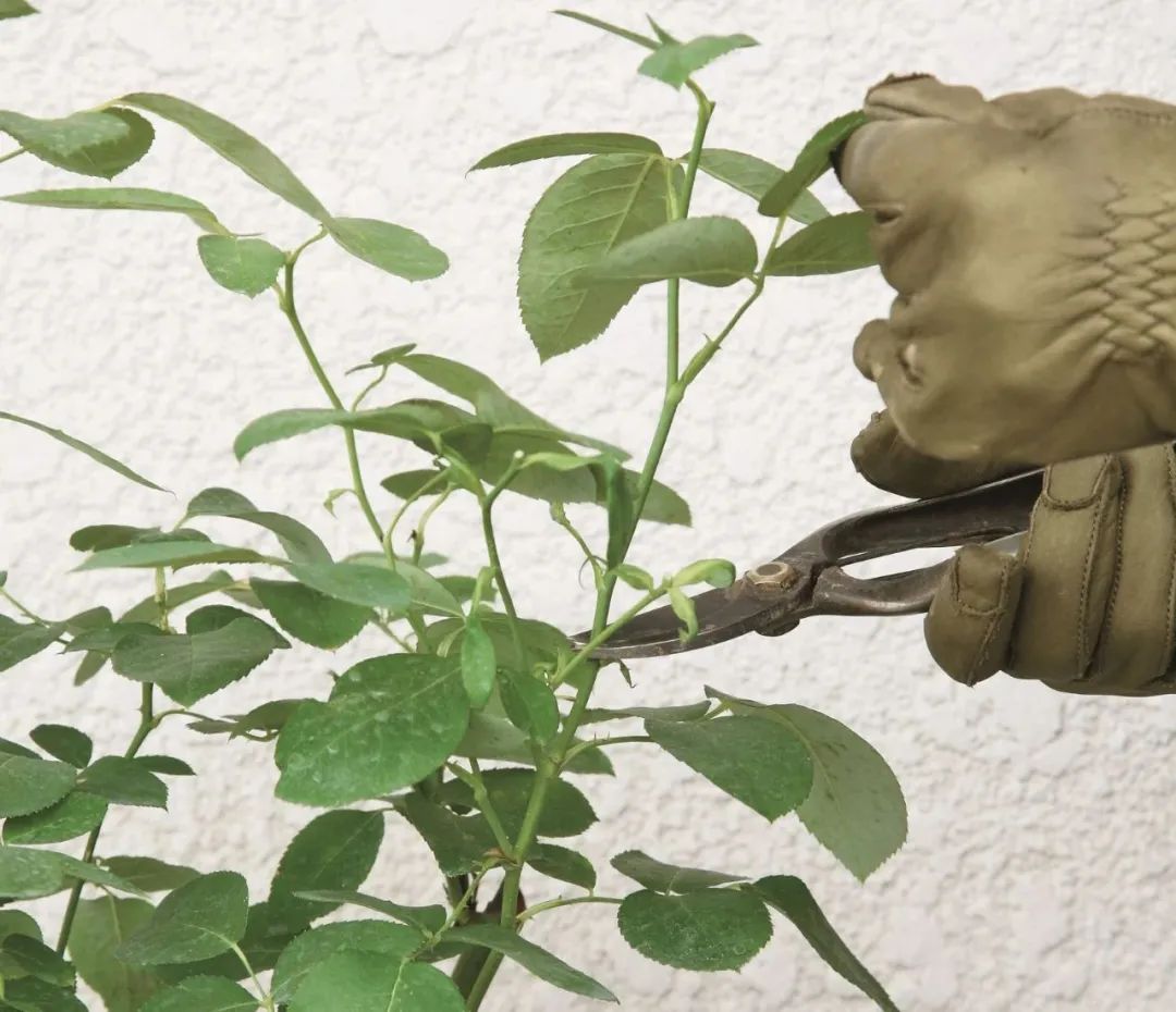 夏季月季怎么施肥,月季夏季要遮阳吗