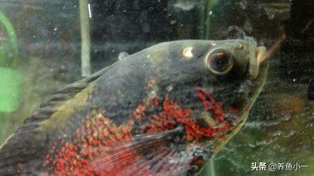 鹦鹉鱼头洞病多久治疗一次,观赏鱼头洞病怎么治疗最好