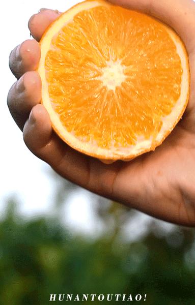 超爽福利暴击！高山神秘“金疙瘩”,甜蜜你的冬天