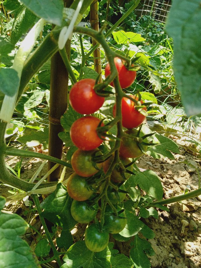 樱桃番茄最好的颜色,樱桃番茄挑选