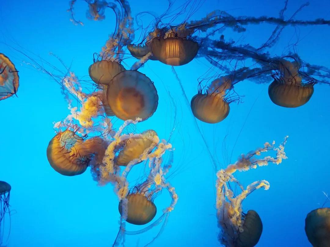 海洋馆奇妙夜,海洋馆探索海洋世界
