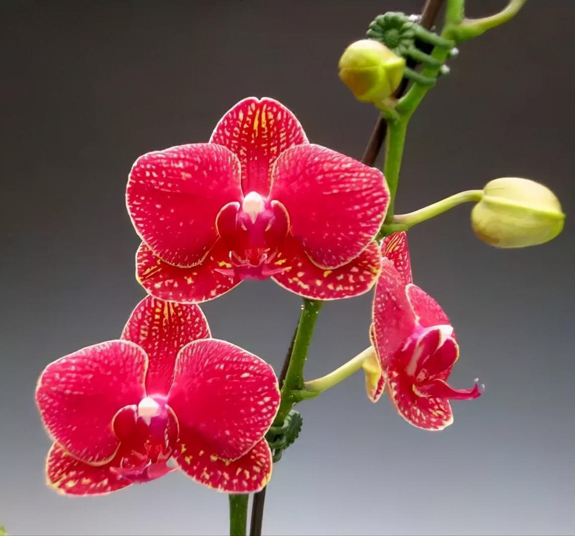 鍏拌姳绉嶇被鍥鹃壌,鐪嬭姦澶磋鲸鍏拌姳绉嶇被